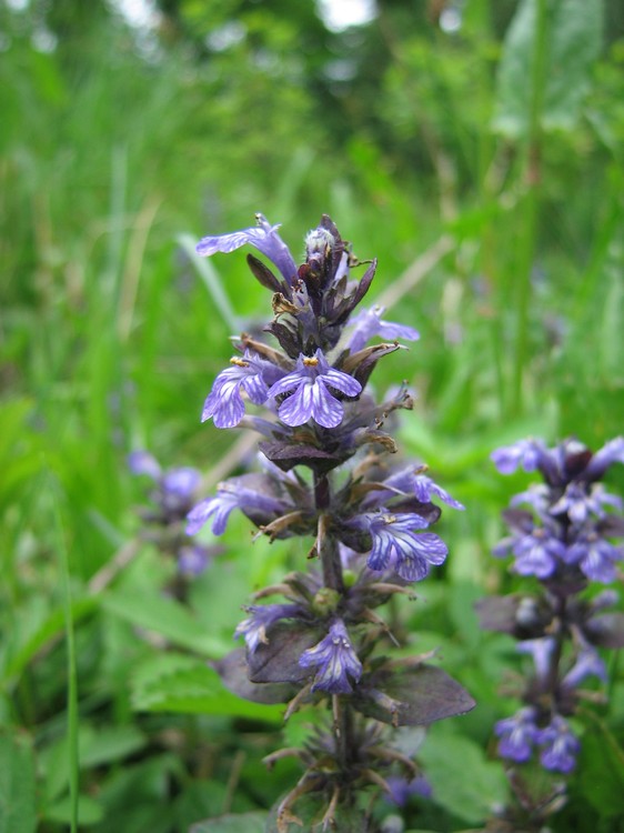 Ajuga reptans